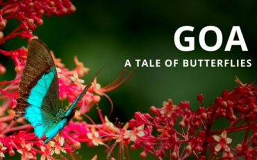 GOA - An Indian Wildlife Documentary - Shot on PIXBOOM Spark and LUMIX Cameras