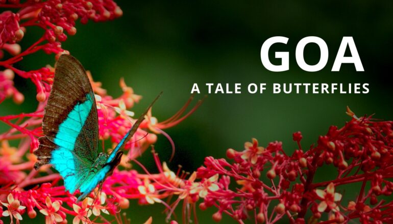 GOA: Un Documental sobre la Vida Silvestre de la India – Filmado con cámaras PIXBOOM Spark y LUMIX