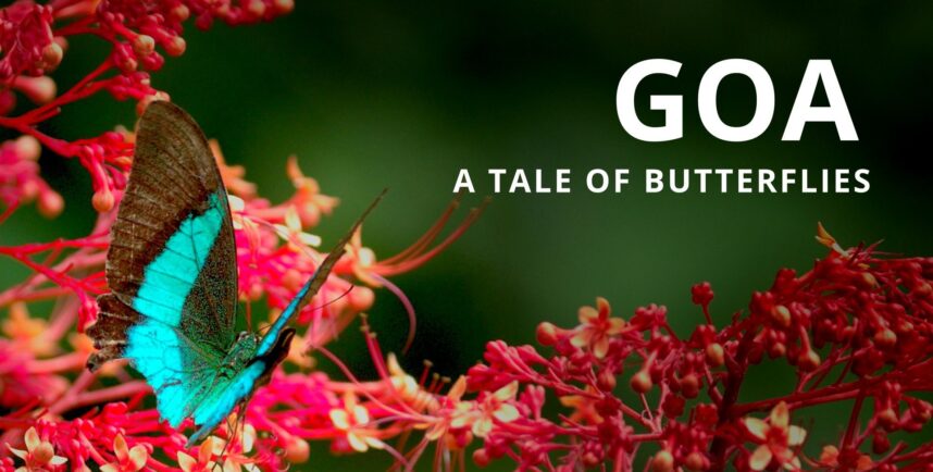 GOA - An Indian Wildlife Documentary - Shot on PIXBOOM Spark and LUMIX Cameras