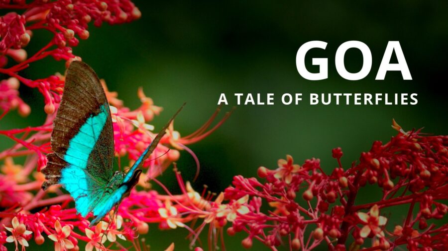 GOA: Un Documental sobre la Vida Silvestre de la India – Filmado con cámaras PIXBOOM Spark y LUMIX